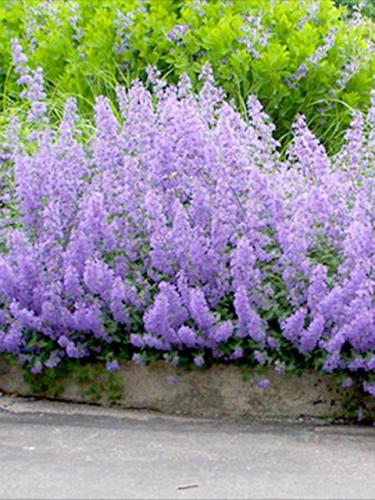 Walkers Low Nepeta