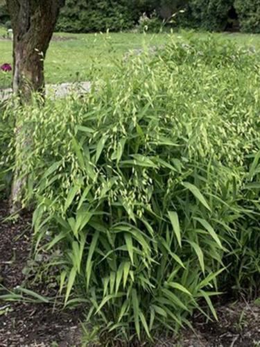 Northern Sea Oats Grass