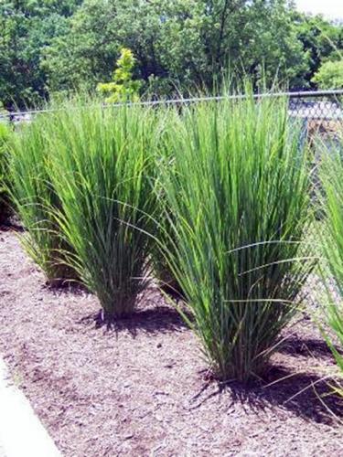 Northwind Switchgrass