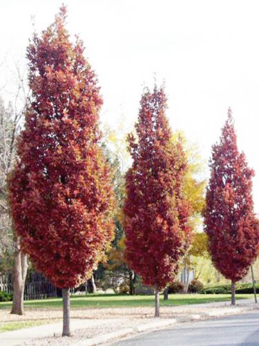 Crimson Spire Oak