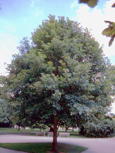 Swamp White Oak