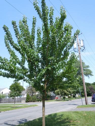 White Shield Osage Orange