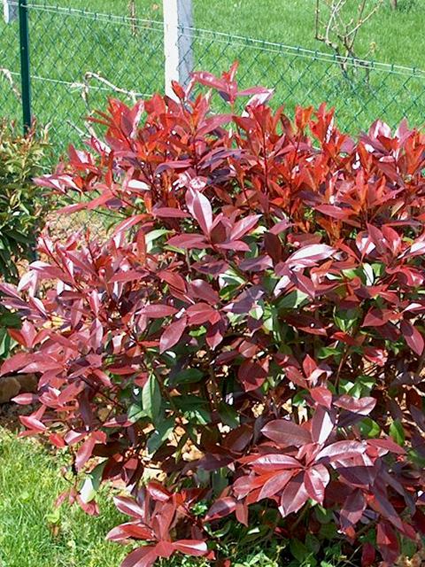 Photinia
