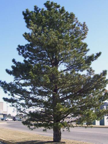 Austrian Pine