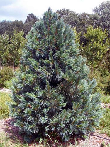 Vanderwolf Pine