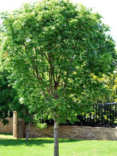 Medium Deciduous Trees