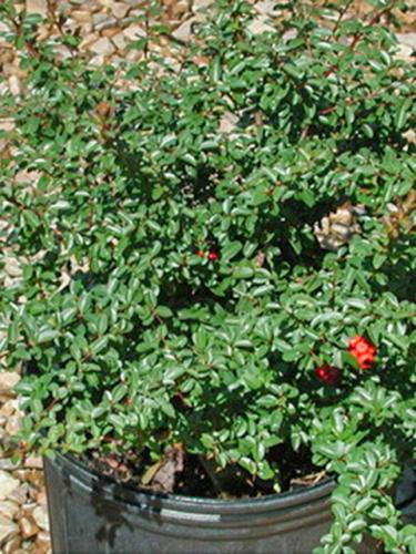 LowBoy Pyracantha