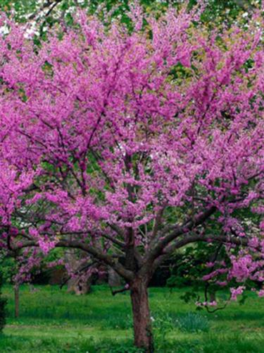 Avondale Redbud