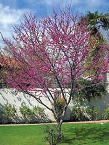Oklahoma Redbud