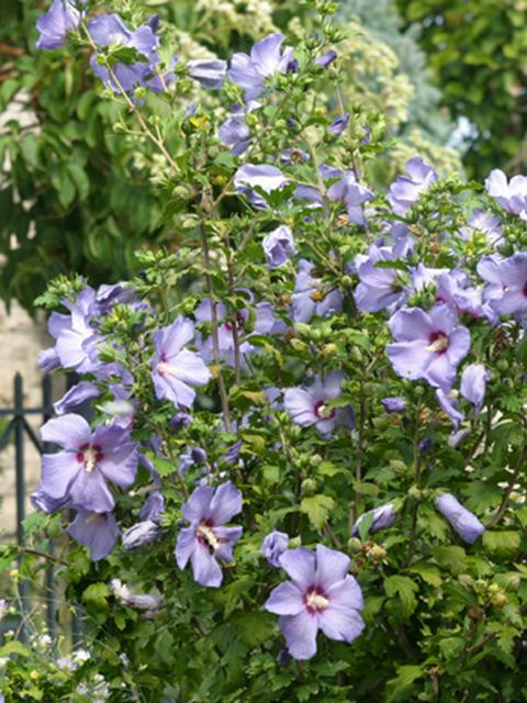 Rose of Sharon Bluebird