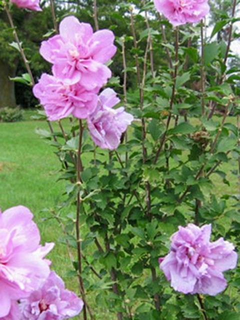 Rose of Sharon Minerva