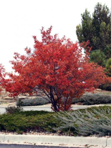 Autumn Brilliance Serviceberry