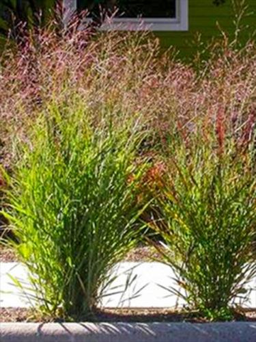 Shenandoah Switchgrass