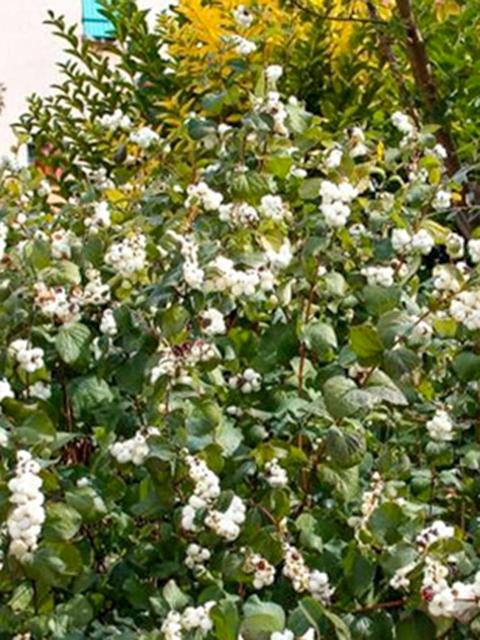 Bright Fantasy Snowberry