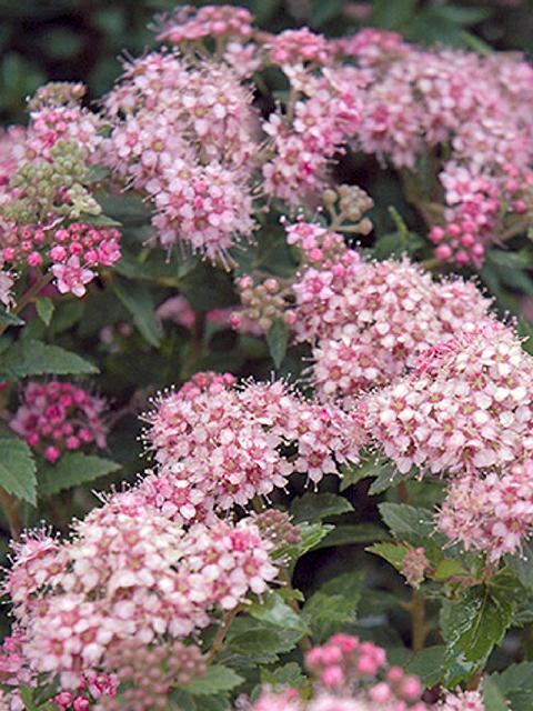 Alpine Spirea