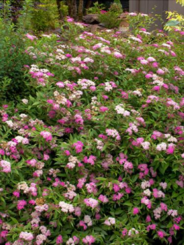 Anthony Waterer Spirea