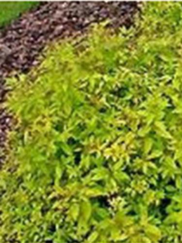 Goldmound Spirea
