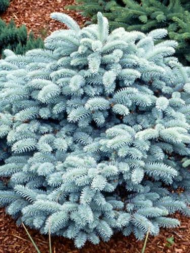 Globosa Blue Spruce