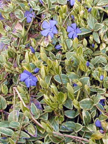 Vinca Minor