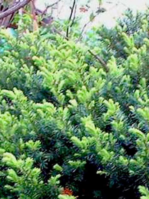 Wardii Yew