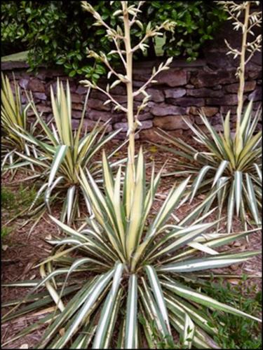Yucca Golden Sword
